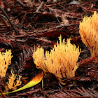 Phaeoclavulina myceliosa