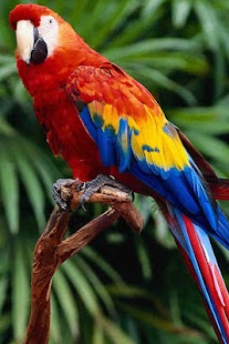 Birds Wallpaper Screenshots 16