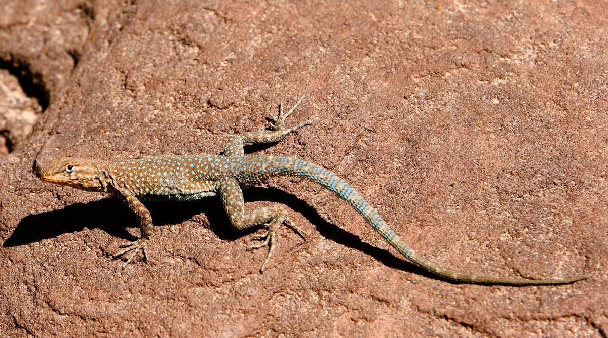 Common side-blotched lizard