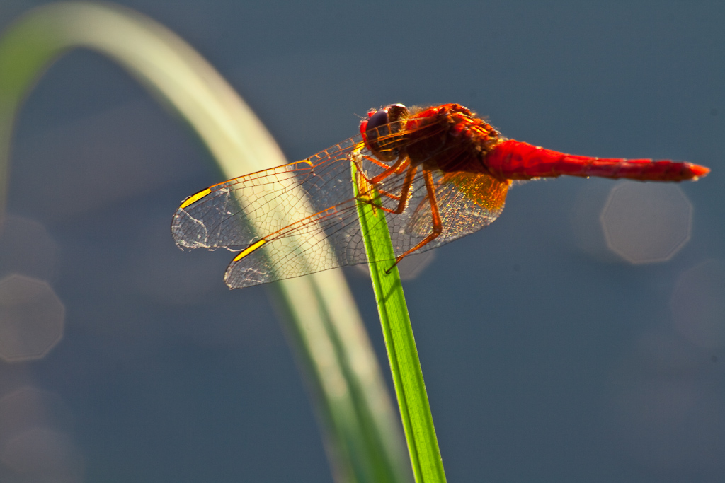 Anisoptera - Egyenlőtlen szárnyú szitakötő