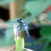 Great Blue Skimmer