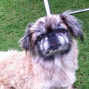 Pekingese