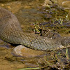 Northern Water Snake