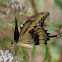 Eastern Giant Swallowtail