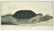 Pelomedusa subrufa (African helmeted turtle)