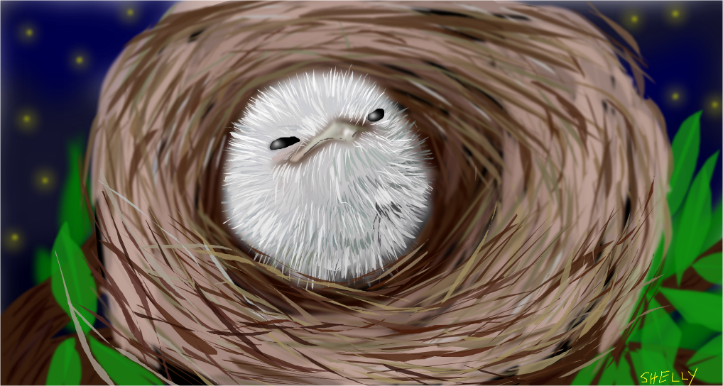 Can't Forget the Tawny Frogmouth Chick