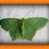 White Fringed Emerald Moth