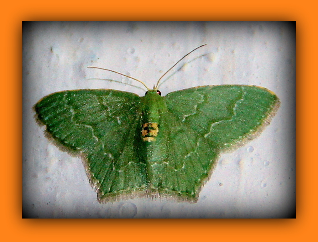 White Fringed Emerald Moth