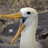 Waved albatross (adult)