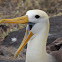 Waved albatross (adult)