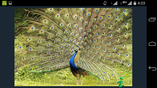The Birds of India Screenshots 4