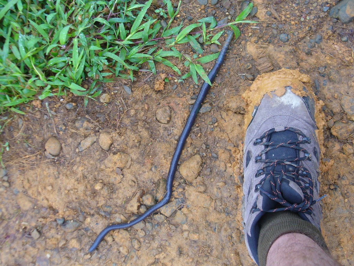 Giant earthworm