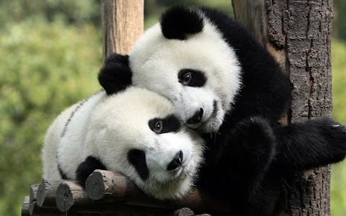 How to install Panda Live Wallpapers 1.1 mod apk for bluestacks
