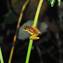 Yellow Hourglass Treefrog