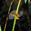 Yellow Hourglass Treefrog