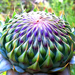 by Adnan Mirani - Nature Up Close Other plants