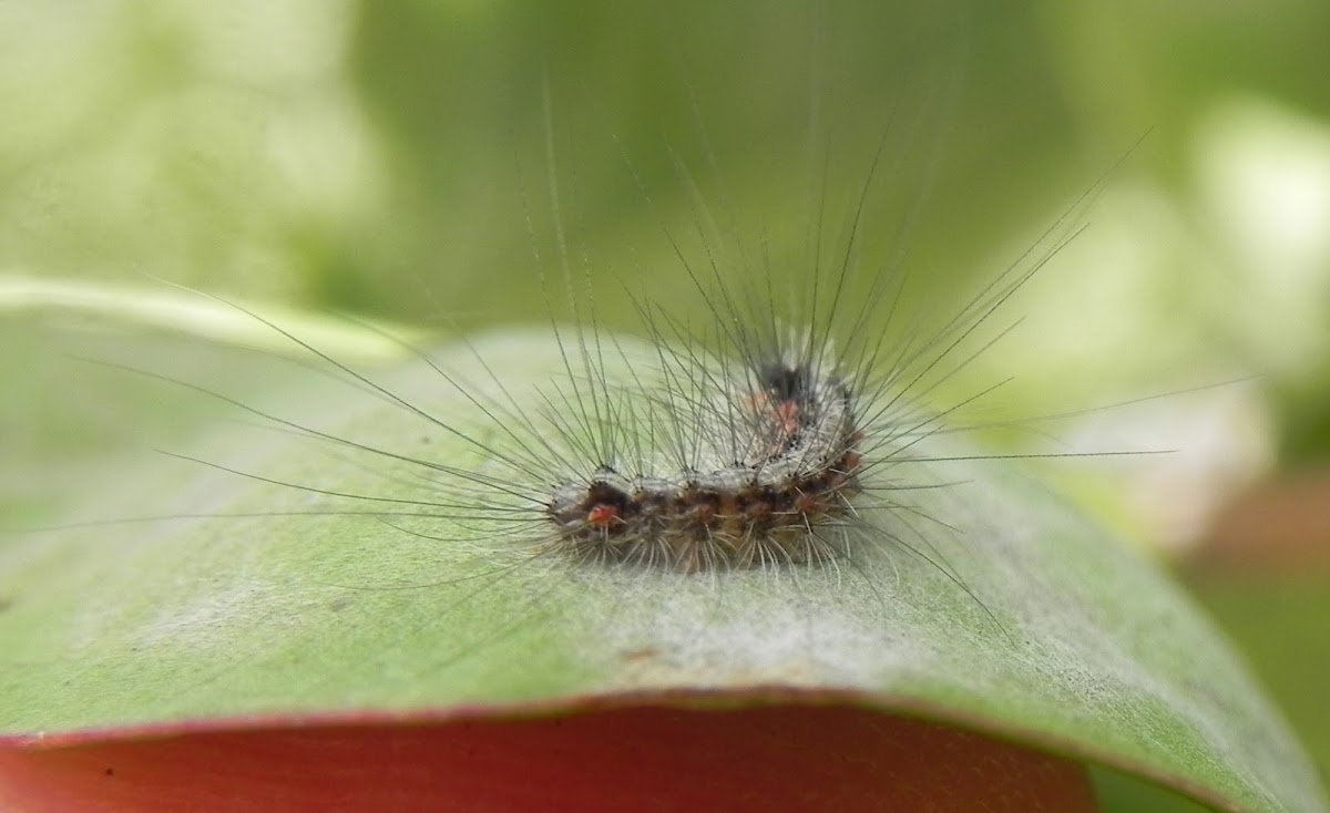 Clouded Footman