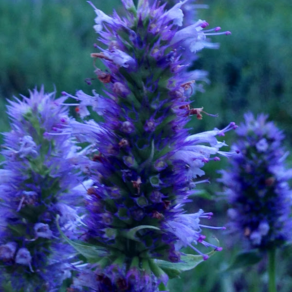 nettleleaf giant hyssop Project Noah