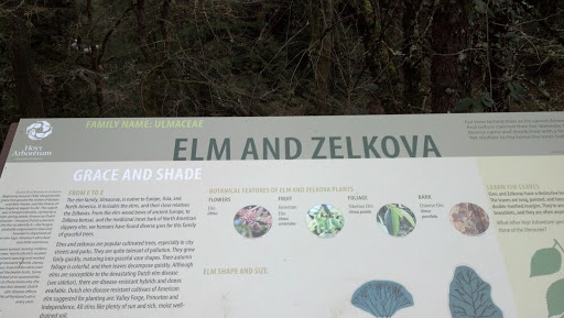 Elm And Zelkova