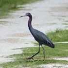 Little Blue Heron