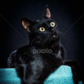 Beautycat by Eduard Gutescu - Animals - Cats Portraits