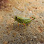 Snakeweed Grasshopper
