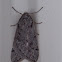 Spring Cankerworm Moth