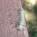Hickory tussock Moth Caterpillar