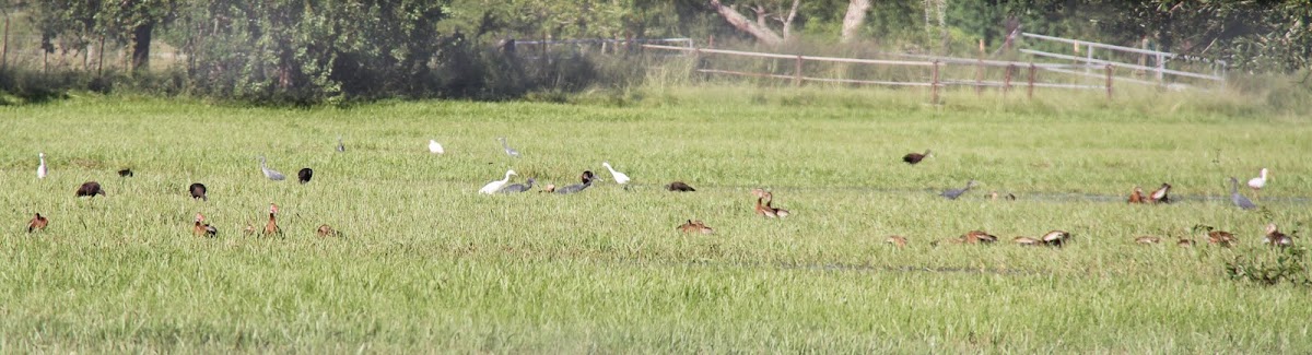 Little Blue Heron - juveniles