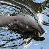 Malayan Tapir