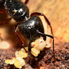 Eastern Black Carpenter Ant
