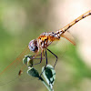 Female Violet Dropwing