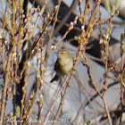 Chiffchaff