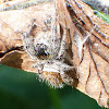 Jumping spider (female)