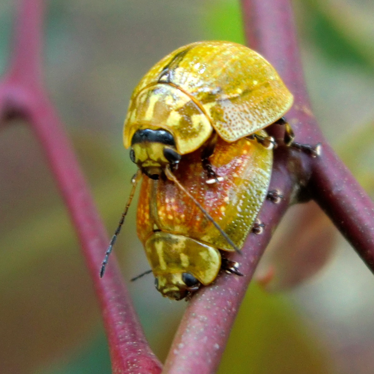 Paropsine Leaf Beetles