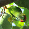 Sri Lanka Hanging Parrot
