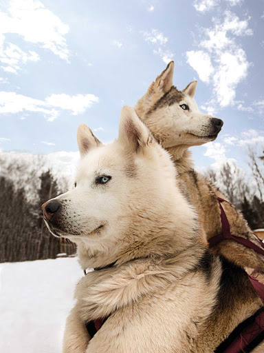 sled-dogs-Quebec - Sled dogs ready for the next challenge in Quebec.