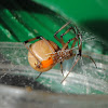 Brown widow spider