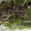 Thistle Head Weevil
