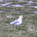 Ring-Billed Gull