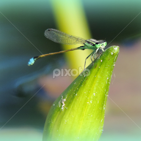 Green Dragonfly by Christie Chambers - Nature Up Close Other Natural Objects