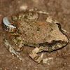 larval parasite on frog
