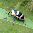 Black and white weevil
