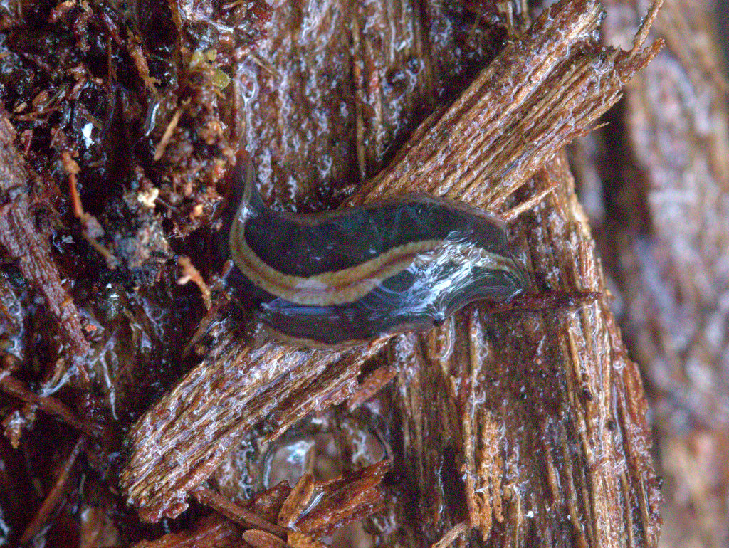 Terrestrial flatworm
