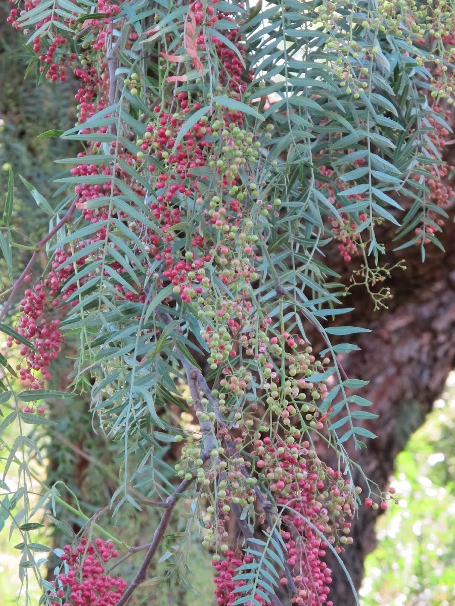 Californian Pepper Tree
