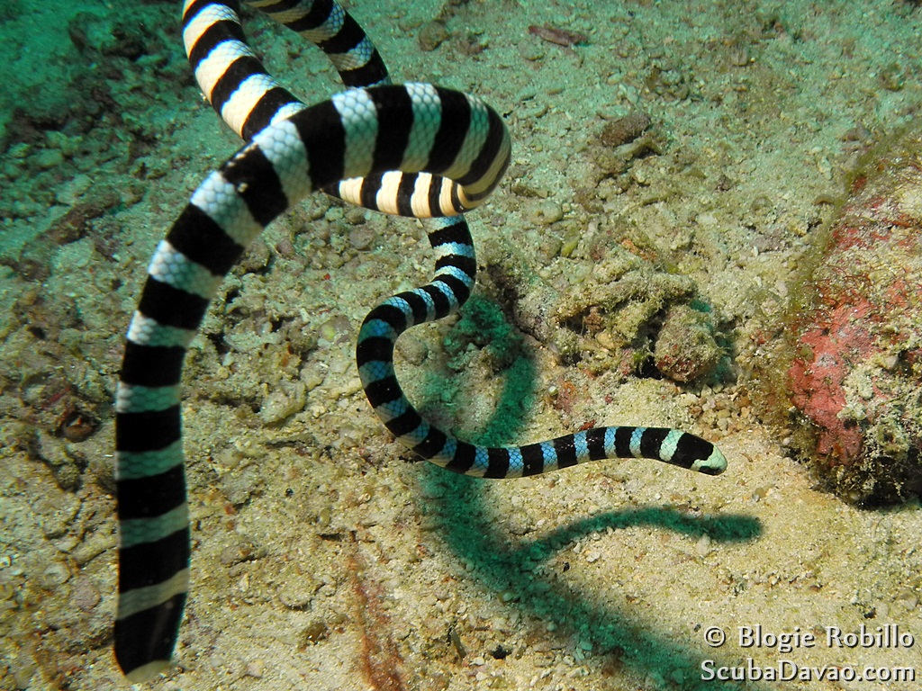 Banded Sea Krait