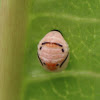 Ladybird pupa