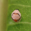 Ladybird pupa