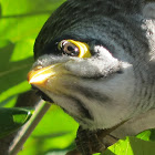 Noisy Miner (aggressive parents)