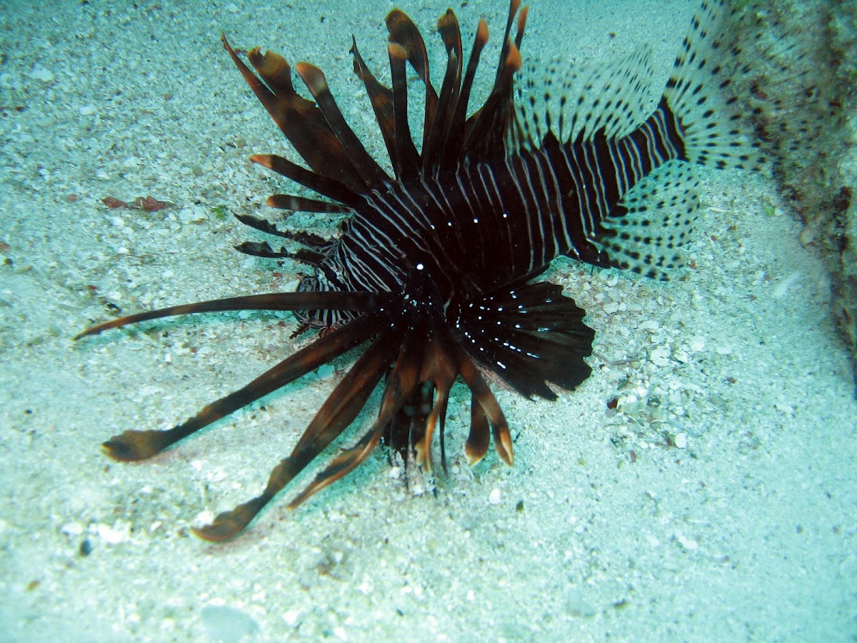 Lionfish